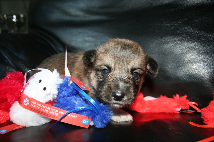 Puppies